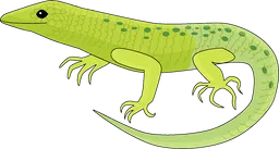 lizard.webp