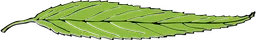 narrow.webp